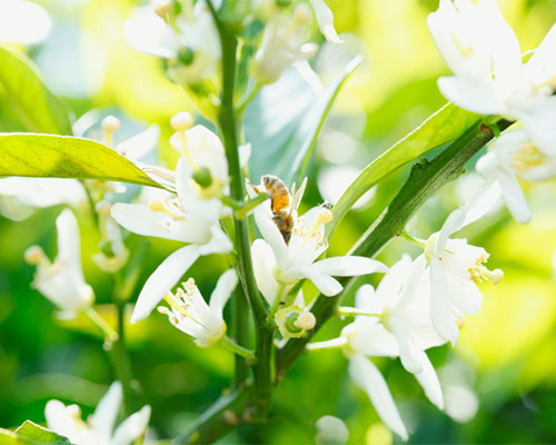 国産三ヶ日みかん蜂蜜