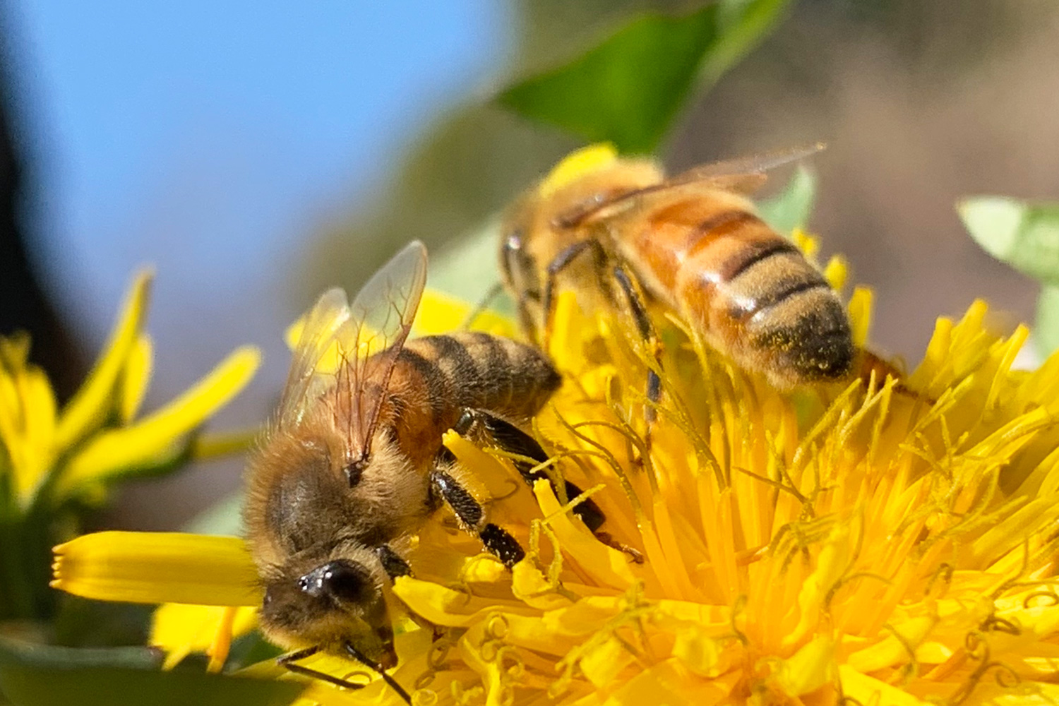 ミツバチが 暮らしを支えてくれている 社内のこと はちみつのある暮らしコラム はちみつ専門店 長坂養蜂場