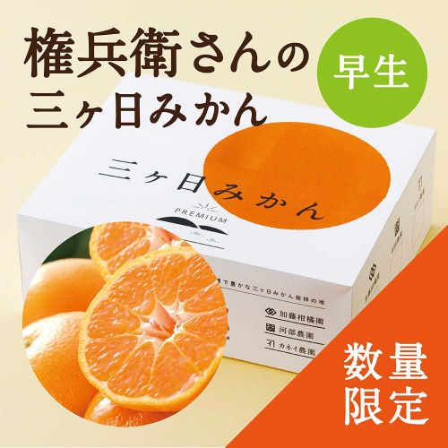 権兵衛さんの三ヶ日みかん　早生