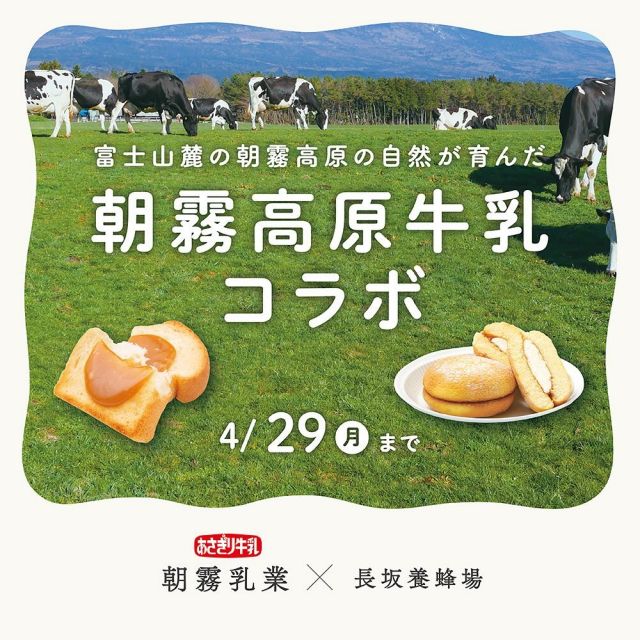 はちみつとミルクの最強コンビ！！
「朝霧高原牛乳」さん(@asagiri_kashiho , @asagirimilk)とのスペシャルコラボが期間限定で始まりました♪
静岡県富士宮市にある朝霧高原。
のびのびと育った牛さんから絞られた生乳は国内トップクラス品質です。

✨大砂丘はちみつミルク
ふわふわブッセに、おいしいミルクとはちみつのクリームをサンドしました。
遠州地域の名物"大砂丘"の新しいフレーバー、ミルクとはちみつの優しい甘さに思わずにっこり😊

✨はちみつジャム ミルクキャラメル
まるで生キャラメルを食べているような極上の美味しさ♪
そのまま食べても、パンやクッキーにつけて食べてもやみつきになります。
スタッフからも美味しいの声が止まりませんでした～💕

相性抜群の「三代目の蜂蜜」を使った、朝霧高原牛乳ソフトとホットミルクも販売中です。
この機会にぜひ、お試しくださいませ。

それでは、今日もぬくもりある素敵な一日になりますように。
BEE HAPPY💫

- - - - - - - - - - - - - - - - - - - - -

長坂養蜂場公式アカウントでは素敵なハニーライフの投稿をご紹介しております。
「#長坂養蜂場」を付けて投稿するとあなたの投稿が紹介されるかも…？
ぜひ皆さまの投稿をお待ちしております✨

- - - - - - - - - - - - - - - - - - - - -

🏡 長坂養蜂場 三ヶ日本店 @nagasaka_apiary
📍 静岡県浜松市浜名区三ヶ日町下尾奈97-1
🈺 午前9：30～午後5：00
📆 毎週水曜・第2火曜定休
🅿️ 無料80台分あり

朝霧高原牛乳コラボは4/4(木)～4/29(月)の開催です。

- - - - - - - - - - - - - - - - - - - - -
.
.
#長坂養蜂場 #養蜂場 #静岡 #浜松 #はままつ #三ヶ日 #浜名湖 #奥浜名湖駅 #はちみつ専門店 #はちみつ #蜂蜜 #ハチミツ #ミツバチ #浜松旅行 #浜松グルメ #浜松スイーツ #浜松土産 #浜松みやげ #浜松お土産 #健康食 #はちみつのある暮らし #apiary #honeyshop #大砂丘はちみつミルク #はちみつジャムミルクキャラメル #朝霧高原牛乳ソフト #ホットミルク