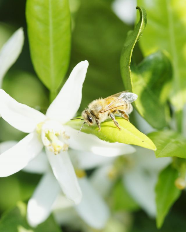 nagasaka.
apiary 《最後まで見て、よかったら🐝コメントしてくださいっっ ✨》

今日5月20日は、『＃世界ミツバチの日』ですね🎵
長坂養蜂場でも、ちょうど三ヶ日みかん蜂蜜の採蜜時期を迎えております。感謝🌟

世界ミツバチの日とは、近代養蜂のパイオニアと言われている方の誕生日に由来し、ミツバチやそのほかの生き物の大切さを認識するための日とのこと😌✨

私たちも、あらためてミツバチや大自然の営みに感謝💫
そして、お客様、お取引先様、地域の皆様に感謝です💫

長坂養蜂場は、これからもミツバチや自然の恵みを通じて、皆さまの美と健康づくりのお役立ちをし、健やかな社会の実現を目指します🍯😊

それでは恒例の、ミツバチが可愛くて好きな方！
コメント欄に「💛」や「🐝」を入力して、ミツバチや生き物
たちに想いを届けましょう！！

#長坂養蜂場 #はちみつのある暮らし#養蜂場 #静岡 #浜松
#三ヶ日 #天浜線#浜名湖#蜂蜜 #はちみつ #ハチミツ #健康食#はちみつスイーツアトリエ#世界ミツバチの日 #世界ミツバチの日2024 #ありがとう #感謝 #花粉 #花粉媒介者
#apiary #bee #beehappy #honeyshop #honey
#worldbeeday #ミツバチ🐝#💛#🐝 #🐝🐝 #🐝🐝🐝