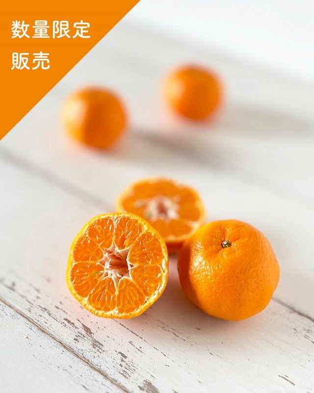 \【数量限定！】ポンカン販売スタートしました🍊/

みなさま、こんにちは😊
本日は、毎年大人気！「ポンカン」販売スタートのお知らせです💁‍♀️

毎年ポンカンの販売を楽しみにされている方も多いのではないでしょうか？
長坂養蜂場のスタッフでもポンカンのファンがとっても多いです💓

ポンカンとは濃厚な甘みと華やかな香りが特徴の柑橘類です🍊
噛んだ瞬間にじゅわっと弾けるような強い甘みが口いっぱいに広がります😌

三ヶ日にある「カネイ農園」さんが生産してくださったポンカンを販売しております✨
浜名湖を見渡す三ヶ日みかん発祥の地、三ヶ日平山地区で太陽をいっぱい浴びて育ったこだわりの味を是非お楽しみください🥰

ご注文はWEBサイトやお電話、店頭にて受け付けております💁‍♀️
発送は2月上旬頃を予定しております🗓️
収穫状況によっては発送時期が前後する可能性がございますのでご了承くださいませ🙇‍♀️

今日もぬくもりある素敵な一日になりますように😌
BEE HAPPY💫

- - - - - - - - - - - - - - - - - - - - -

🏡 長坂養蜂場 三ヶ日本店 @nagasaka_apiary
📍 静岡県浜松市浜名三ヶ日町下尾奈97-1
🈺 午前9：30～午後5：00
📆 毎週水曜・第2火曜定休
🅿️ 無料80台分あり

- - - - - - - - - - - - - - - - - - - - -
.
.
#長坂養蜂場 #養蜂場 #静岡 #浜松 #ポンカン