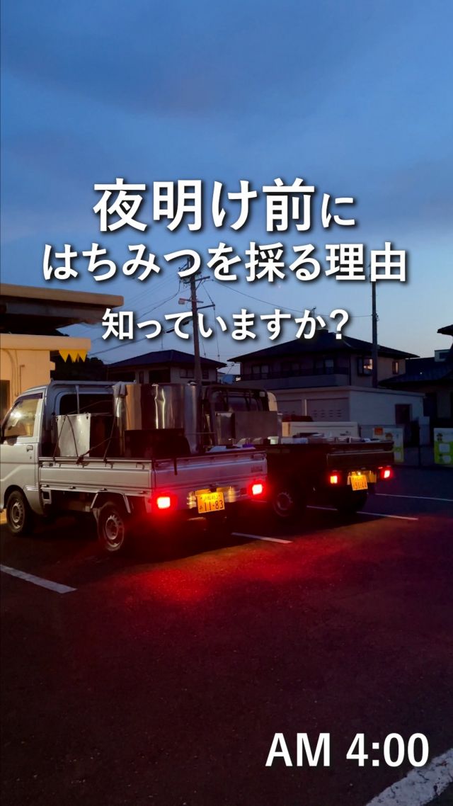 ＼新蜜がもっと楽しくなる🍯シリーズ第3弾！／
▶今年の新蜜、召し上がった方は『🐝』のコメントで教えてください💛

採蜜は、夜明け前から始まります🌄

養蜂スタッフは今日も4時半に集合し、
三ヶ日の山へと向かっていきました🚛

これには、大切な理由があります💭

空気が澄んでいて、
車の窓を開けて走るだけで、とっても気持ちいい朝🍃

そんな自然の中で、
大切に育ててきたミツバチが作ってくれたはちみつ。
丁寧に採蜜し、お客様のもとへお届けしています🍯🐝

三ヶ日の自然も一緒に
感じていただけたらうれしいです💛

今日もぬくもりある素敵な1日になりますように。
BEE HAPPY💫

- - - - - - - - - - - - - - - - - - - - -

🏡 長坂養蜂場 三ヶ日本店 @nagasaka_apiary
📍 静岡県浜松市浜名区三ヶ日町下尾奈97-1
🈺 午前9：30～午後5：00
📆 毎週水曜・第2火曜定休
🅿️ 無料80台分あり

▶︎プロフィールのリンクからお買いものできます♪
→@nagasaka_apiary

- - - - - - - - - - - - - - - - - - - - -
・
・
#長坂養蜂場 #浜松 #養蜂 #はちみつ #ミツバチ