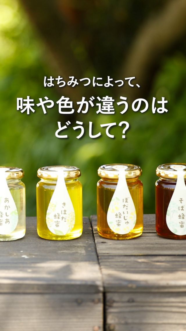 ＼新蜜がもっと楽しくなる🍯シリーズ第2弾！／
▶今年の新蜜、召し上がった方は『🐝』のコメントで教えてください💛

透明なもの、黒っぽいもの...
はちみつには、いろんな色があります🎨

なぜだか、ご存知ですか？💭

実はその違いには、
ミツバチたちが集めてきた“花”が関係しています🌼

新蜜フェアはスタートしましたが、
実は今日も朝4時半から、
養蜂スタッフが採蜜へと出発しました🍯

旬の季節は、まだはじまったばかり！
私たちと一緒に盛り上がりましょう😊✨

今日もぬくもりある素敵な1日になりますように。
BEE HAPPY💫

- - - - - - - - - - - - - - - - - - - - -

🏡 長坂養蜂場 三ヶ日本店 @nagasaka_apiary
📍 静岡県浜松市浜名区三ヶ日町下尾奈97-1
🈺 午前9：30～午後5：00
📆 毎週水曜・第2火曜定休
🅿️ 無料80台分あり

▶︎プロフィールのリンクからお買いものできます♪
→@nagasaka_apiary

- - - - - - - - - - - - - - - - - - - - -
・
・
#長坂養蜂場 #浜松 #養蜂 #はちみつ #ミツバチ