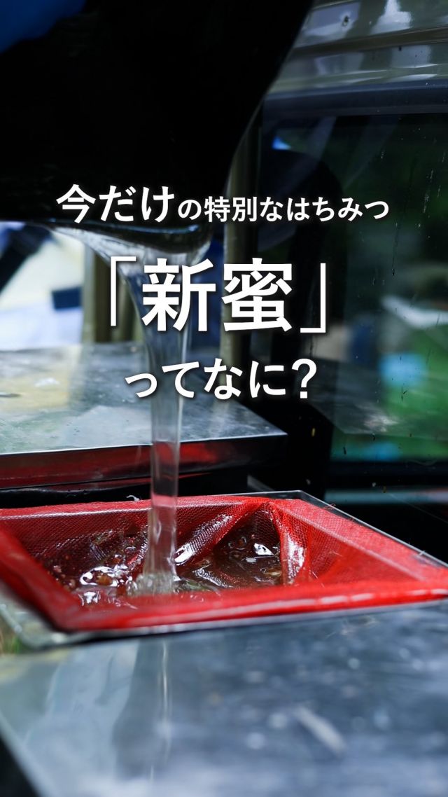 ＼新蜜がもっと楽しくなる🍯シリーズ第5弾！／
▶今年の新蜜、召し上がった方は『🐝』のコメントで教えてください💛

「新米」「新茶」「新酒」…
そんな言葉はよく聞きますが、
「新蜜」は、あまり聞きなじみがないかもしれません。

新蜜とは、
その年に採れた旬のはちみつのこと🍯✨

長坂養蜂場では、
採れたはちみつを一切加熱せず、
そのまま瓶詰めしています。

蓋を開けた瞬間、
ふわ～っと広がるお花の香り…🌼🫧

ミツバチが集めてきてくれたばかりのはちみつが、
瓶の中に詰まっています。

※動画は新蜜フェア初日のものです。
　現在のはちみつは、採蜜したはちみつを
　順次瓶詰めして並べています。

今だけの味わいを、
今年もたくさんの方に楽しんでいただけますように🐝💛

今日もぬくもりある素敵な1日になりますように。
BEE HAPPY💫

- - - - - - - - - - - - - - - - - - - - -

🏡 長坂養蜂場 三ヶ日本店 @nagasaka_apiary
📍 静岡県浜松市浜名区三ヶ日町下尾奈97-1
🈺 午前9：30～午後5：00
📆 毎週水曜・第2火曜定休
🅿️ 無料80台分あり

▶︎プロフィールのリンクからお買いものできます♪
→@nagasaka_apiary

- - - - - - - - - - - - - - - - - - - - -
・
・
#長坂養蜂場 #浜松 #養蜂 #はちみつ #ミツバチ