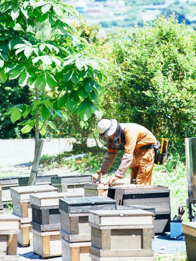 \【新蜜】三ヶ日の里山蜂蜜登場しました🍯/

みなさま、こんにちは😊
本日は【新蜜】三ヶ日の里山蜂蜜登場のお知らせです📣

毎年「三ヶ日の里山蜂蜜」の登場を楽しみにされている方も多いのではないでしょうか？
今年も採蜜がおこなわれ、店頭には新蜜が並んでおります🍯✨✨

「里山蜂蜜」とはいわゆる百花蜜のことを言います。
「三ヶ日の里山蜂蜜」は三ヶ日の大自然のもと、里山に咲く色々な花から採れたはちみつです🌼
まるでお花畑にいるかのようなふわっと広がる香りが特長で、フルーティーな味わいを楽しめます🌸

採蜜する時期や開花状況などによって味が変わるため、毎年一期一会のはちみつに出会える三ヶ日の天然ブレンドはちみつです🍯

養蜂部が自信をもってお届けいたします！
是非お楽しみくださいませ😌
⁡
それでは、今日もぬくもりある素敵な一日になりますように😌
BEE HAPPY💫

- - - - - - - - - - - - - - - - - - - - -

🏡 長坂養蜂場 三ヶ日本店 @nagasaka_apiary
📍 静岡県浜松市浜名三ヶ日町下尾奈97-1
🈺 午前9：30～午後5：00
📆 毎週水曜・第2火曜定休
🅿️ 無料80台分あり

▶︎プロフィールのリンクからお買いものできます♪→@nagasaka_apiary

- - - - - - - - - - - - - - - - - - - - -
.
.
#長坂養蜂場 #養蜂場  #はちみつ専門店 #新蜜フェア #三ヶ日の里山蜂蜜
