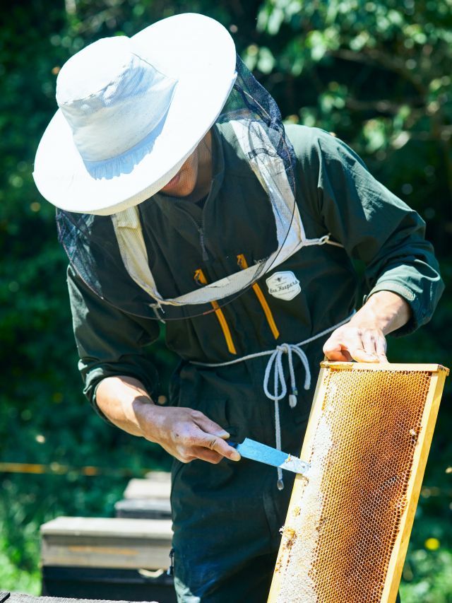 \【新蜜】三ヶ日の里山蜂蜜登場しました🍯/

みなさま、こんにちは😊
本日は【新蜜】三ヶ日の里山蜂蜜登場のお知らせです📣

毎年「三ヶ日の里山蜂蜜」の登場を楽しみにされている方も多いのではないでしょうか？
今年も採蜜がおこなわれ、店頭には新蜜が並んでおります🍯✨✨

「里山蜂蜜」とはいわゆる百花蜜のことを言います。
「三ヶ日の里山蜂蜜」は三ヶ日の大自然のもと、里山に咲く色々な花から採れたはちみつです🌼
まるでお花畑にいるかのようなふわっと広がる香りが特長で、フルーティーな味わいを楽しめます🌸

採蜜する時期や開花状況などによって味が変わるため、毎年一期一会のはちみつに出会える三ヶ日の天然ブレンドはちみつです🍯

養蜂部が自信をもってお届けいたします！
是非お楽しみくださいませ😌
⁡
それでは、今日もぬくもりある素敵な一日になりますように😌
BEE HAPPY💫

- - - - - - - - - - - - - - - - - - - - -

🏡 長坂養蜂場 三ヶ日本店 @nagasaka_apiary
📍 静岡県浜松市浜名三ヶ日町下尾奈97-1
🈺 午前9：30～午後5：00
📆 毎週水曜・第2火曜定休
🅿️ 無料80台分あり

▶︎プロフィールのリンクからお買いものできます♪→@nagasaka_apiary

- - - - - - - - - - - - - - - - - - - - -
.
.
#長坂養蜂場 #養蜂場  #はちみつ専門店 #新蜜フェア #三ヶ日の里山蜂蜜