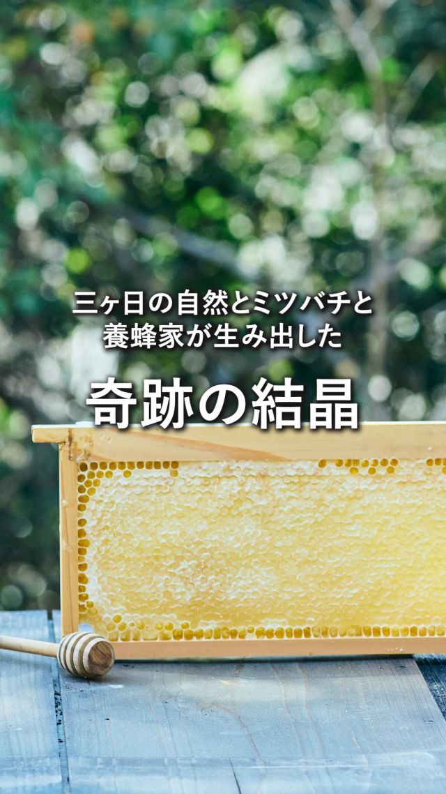 ＼自然とミツバチと養蜂家が生み出した奇跡の結晶／

今年も無事、
「LUXURY COMB HONEY ～三ヶ日みかん巣蜜～」を
みなさまへお届けできる季節を迎えました🐝

実はこの商品、
販売までに4年もの歳月を費やした、
長坂養蜂場の特別な想いが込められた商品です。

どうして販売までに4年もかかったのか…💭

そこには、みかんの花の開花期間が
わずか2週間しかないという壁がありました。

巣蜜を完熟させるには、あまりにも短い期間。
さらに開花シーズンの5月は雨も多く、
思うようにいかず挫折を繰り返しました。

それでも、
「養蜂場」でしか作れない商品を作りたい。

みかん農家さんが長い年月をかけて育んできた
「三ヶ日みかん」というブランドの価値を
私たちも大切に守りたい。

その想いと挑戦が実を結び、
2024年、はじめて商品としてお届けすることができました🍯💛

ミツバチ。
自然。
養蜂家。
たくさんの想いと奇跡が重なって生まれた巣蜜です❄️

養蜂家が空の巣をかけ、
少しずつ巣蜜ができあがっていく様子をぜひご覧ください😊✨

この商品に込められたぬくもりも、
一緒に感じていただけたらうれしいです😌

今日もぬくもりある素敵な1日になりますように。
BEE HAPPY💫

- - - - - - - - - - - - - - - - - - - - -

🏡 長坂養蜂場 三ヶ日本店 @nagasaka_apiary
📍 静岡県浜松市浜名区三ヶ日町下尾奈97-1
🈺 午前9：30～午後5：00
📆 毎週水曜・第2火曜定休
🅿️ 無料80台分あり

▶︎プロフィールのリンクからお買いものできます♪
→@nagasaka_apiary

- - - - - - - - - - - - - - - - - - - - -
・
・
#長坂養蜂場 #浜松 #養蜂 #はちみつ #コムハニー